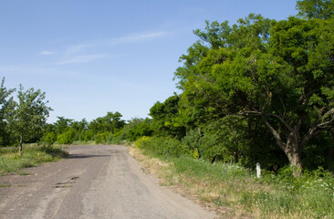 A dirt road with trees on either side of it