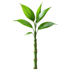 Fototapeta premium 3D bamboo stem with green leaves isolated on transparent background