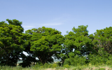 Obraz premium A group of trees