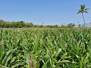 A lush cornfield in a peaceful countryside with a clear sky and a towering coconut tree in the background