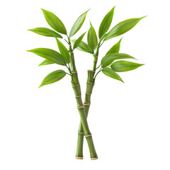3D bamboo stem with green leaves isolated on transparent background