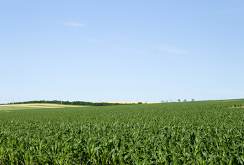 A field of green grass