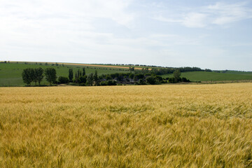 Fototapeta premium A field of yellow grass