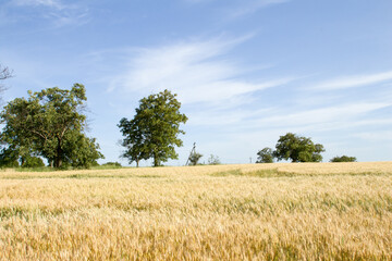 Fototapeta premium A field of yellow grass