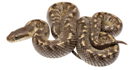 Isolated Diamond Python