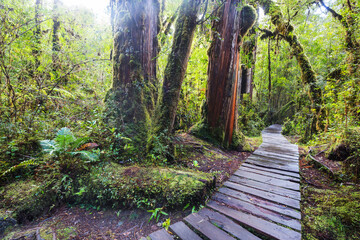 Obraz premium Forest in South Chile