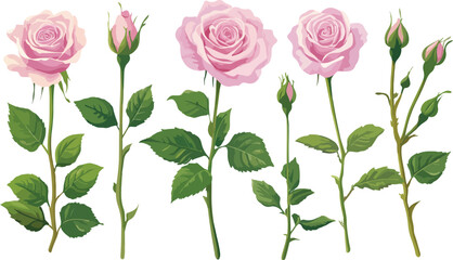 Naklejka premium Elegant Pink Rose Flower Set with Buds and Green Leaves Isolated