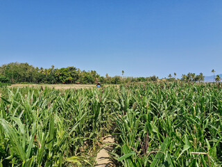A lush cornfield in a peaceful countryside with a clear sky and a towering coconut tree in the background