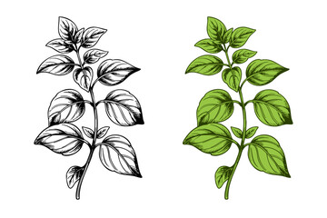 illustration of an Oregano sprig in outline style. Outline sketch of Basil for menu.