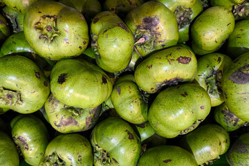 Close-up of fresh green sapote fruits with natural blemishes displayed in a traditional market. Rare tropical fruit with rough skin, commonly sold in Southeast Asian local stalls.