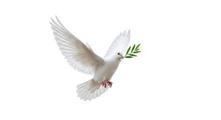 Dove with Olive Branch in Flight symbolizes peace and hope against a white backdrop, serene image.
