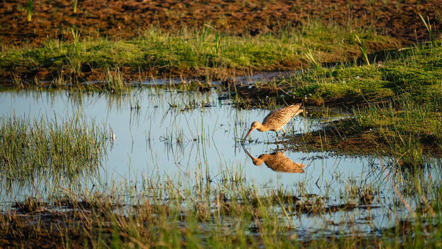 Feeding Curlew at Druridge Pools Nature Reserve, which is close to the Northumberland coast and was a former opencast mine, now a popular reserve with wildfowl and waders in the wetland