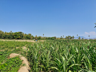 A lush cornfield in a peaceful countryside with a clear sky and a towering coconut tree in the background