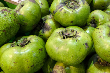 Close-up of fresh green sapote fruits with natural blemishes displayed in a traditional market. Rare tropical fruit with rough skin, commonly sold in Southeast Asian local stalls.