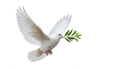 Obraz premium A pristine white dove soars with outstretched wings carrying an olive branch in its beak
