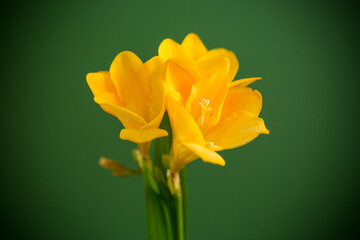 Macro photography of yellow flower on green background