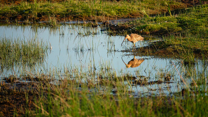 Curlew reflected in Druridge Pools Nature Reserve, which is close to the Northumberland coast and was a former opencast mine, now a popular reserve with wildfowl and waders in the wetland