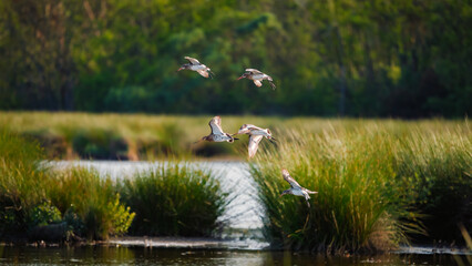 Godwits landing in Druridge Pools Nature Reserve, which is close to the Northumberland coast and was a former opencast mine, now a popular reserve with wildfowl and waders in the wetland
