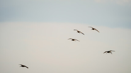 Godwits fly into Druridge Pools Nature Reserve, which  is close to the Northumberland coast and was a former opencast mine, now a popular reserve with wildfowl and waders in the wetland