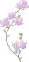 pink rose flowers