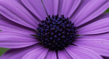 Obraz premium Purple Osteospermum Close-Up