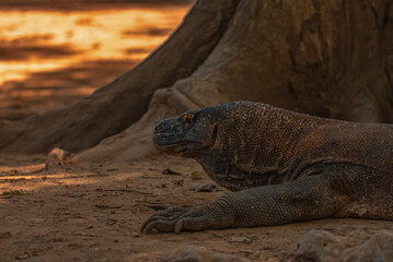 Komodo Dragon in Komodo Nationa Park, Flores