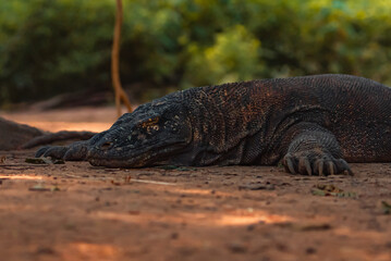 Komodo Dragon in Komodo Nationa Park, Flores