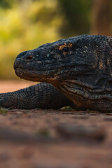 Komodo Dragon in Komodo Nationa Park, Flores