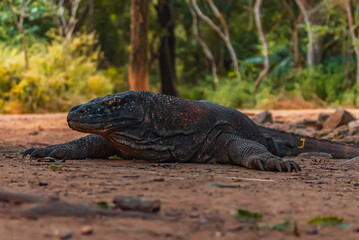 Komodo Dragon in Komodo Nationa Park, Flores