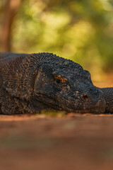 Komodo Dragon in Komodo Nationa Park, Flores