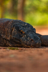Komodo Dragon in Komodo Nationa Park, Flores