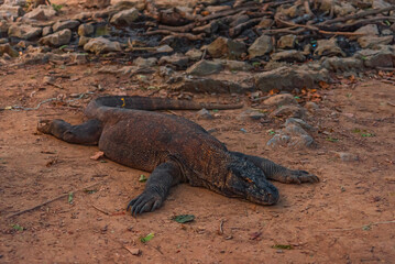 Komodo Dragon in Komodo Nationa Park, Flores