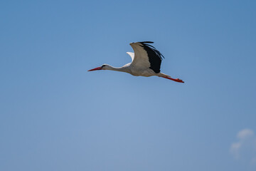 White Stork (Ciconia ciconia) Gracefully Gliding Over the Pristine Skies of the Danube Delta, Romania – A Serene Moment in European Wetland Wildlife