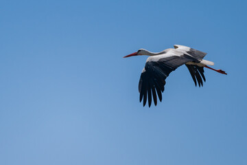 White Stork (Ciconia ciconia) Gracefully Gliding Over the Pristine Skies of the Danube Delta, Romania – A Serene Moment in European Wetland Wildlife