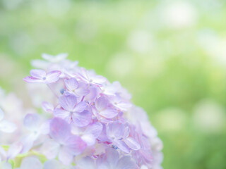 梅雨から初夏の公園や花壇を彩るアジサイのある風景。繊細で美しい装飾花の様子のクローズアップ。木漏れ日の光でボケた景色。ぼんやりした花畑のイメージ