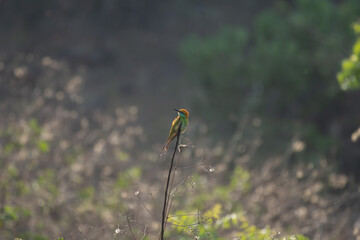 A vibrant Green bee eater perched gracefully on a bare tree branch,  and the background is soft,...