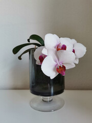 Moth orchid with purple white flowers in a glass vase