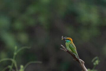 A vibrant Green bee eater perched gracefully on a bare tree branch, with mouth full of food and the background is soft, muted with tree branches.