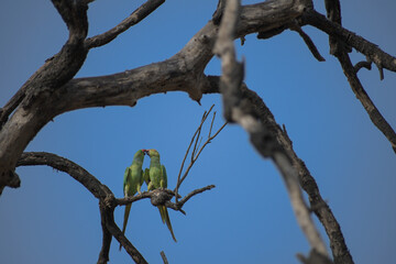 Two green parakeets perched on a dry tree branch, sharing a tender moment against a clear blue sky. 