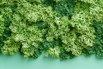 Fototapeta premium Close-up view of a textured arrangement of preserved moss.