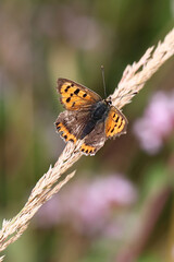 Small Copper butterfly (Lycaena phlaeas) resting on grass seedhead. Taken in June near Salisbury, England.