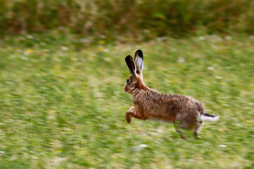 European Hare (Lepus europaeus). Taken near Salisbury, England.