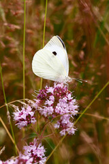 Large White butterfly (Pieris brassicae) feeding on wild marjoram flowers (Origanum vulgare). Taken...