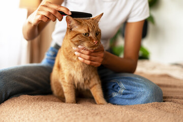Woman combing her ginger cat sitting on bed