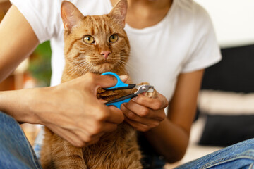 Veterinarian trimming claws of ginger cat with clipper