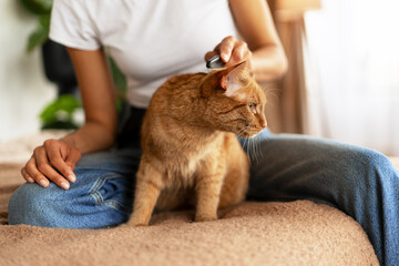 Woman combing her ginger cat sitting on bed