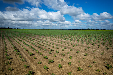 Landscape with growing crops in Dutch farmland and blue sky with clouds, Netherlands.
