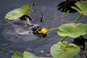 Florida red-bellied cooter turtle (Pseudemys nelsoni) feeding on Water lily (Nymphaeaceae) flower. Everglades National Park, Florida, USA.