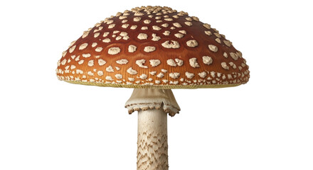 Isolated Fly Agaric Mushroom with White Spots