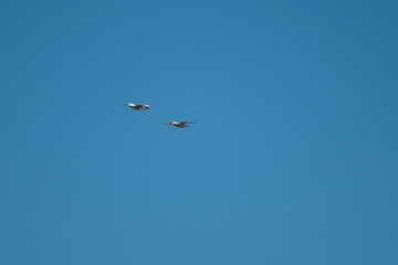 Pelican (Pelecanus) Gracefully Gliding Over the Pristine Skies of the Danube Delta, Romania – A...